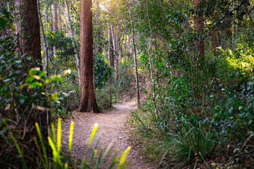 a beautiful path through australian bush in enoggera reservoir walkabout creek, brisbane,...