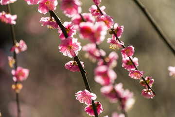 Weeping plum blossom in springtime in the garden, close up of pink flower petals with bokeh background.