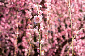 Weeping plum blossom in springtime in the garden, close up of pink flower petals with bokeh background.