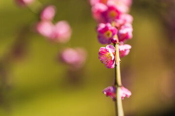 Weeping plum blossom in springtime in the garden, close up of pink flower petals with bokeh background.