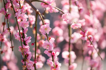 Weeping plum blossom in springtime in the garden, close up of pink flower petals with bokeh background.