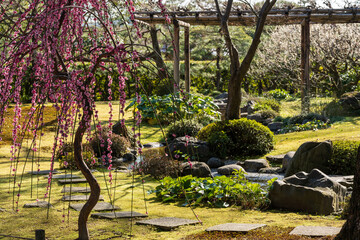 Weeping Plum Trees flower in full bloom at Jonangu Shrine Japanese garden, Kyoto, Japan.