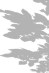 背景イラスト_木漏れ日