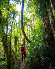 hiker girl with a backpack walking through a dense gondwana rainforest in lamington national park,...