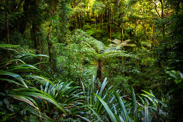 unique vegetation of australian rainforest - toolona circuit in green mountains section of...