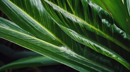 Palm green leaf texture natural tropical leaf close up from Generative AI