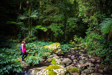 hiker girl with a backpack walking through a dense gondwana rainforest in lamington national park, queensland, australia; hiking in green mountains, toolona circuit, forest with unique ancient plants