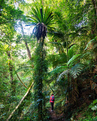 hiker girl with a backpack walking through a dense gondwana rainforest in lamington national park,...