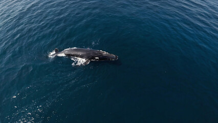 Whale watching from a drone shot.