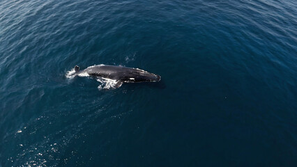 Fototapeta premium Whale watching from a drone shot.
