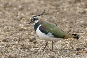 冬の冷たい雨に耐えるタゲリ
