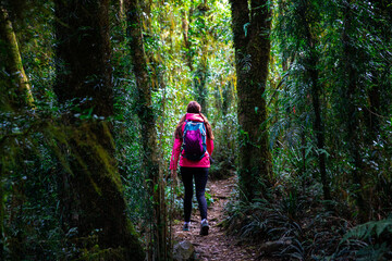 Naklejka premium hiker girl with a backpack walking through a dense gondwana rainforest in lamington national park, queensland, australia; hiking in green mountains, toolona circuit, forest with unique ancient plants