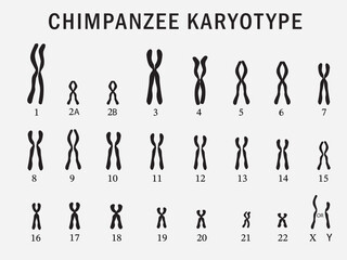 Fototapeta na wymiar Chimpanzee karyotypes isolated on background. 