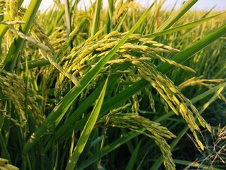 Rice crop plants in early stage agriculture farm field green paddy dhan seed-grain-crop planted on land chawal-field countryside rural  outdoor recolte riz, cultivo  arroz image stock photo.