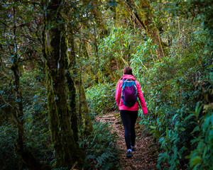 hiker girl with a backpack walking through a dense gondwana rainforest in lamington national park, queensland, australia; hiking in green mountains, toolona circuit, forest with unique ancient plants