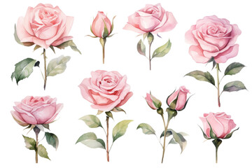 A collection of watercolor roses flowers isolated on transparent background.