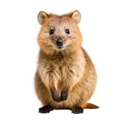  Cute Quokka isolated on white background   © Png
