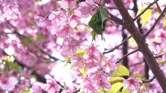 満開の早咲き桜、河津桜の花蜜を食べて飛び立つメジロ  4K  2024年3月1日