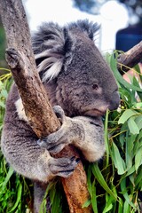 Hobart, Australia