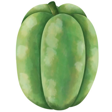 hand painted watercolor green bell pepper