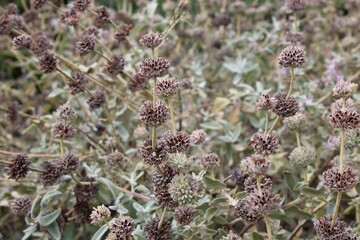 Bush With Thistles