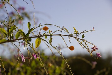 Tree Branch w/ Flower Buds and Blue Sky