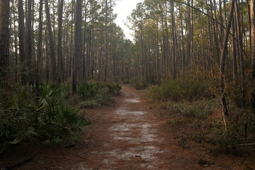 path in the woods