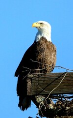 Bald Eagle on a Roost