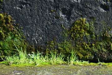 Green foliage on concrete wall.