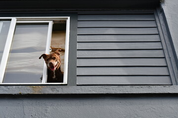 Good boy sticks head out of apartment window.