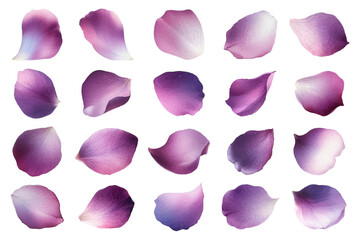 Watercolor illustration material set of purple rose petals