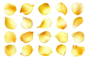 Watercolor illustration material set of yellow rose petals