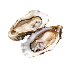 Naklejka premium Oyster Isolated on transparent background