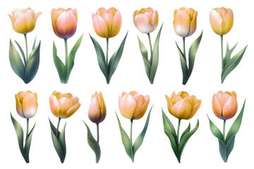 Watercolor illustration material set of yellow tulips