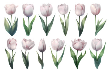 Watercolor illustration material set of white tulips