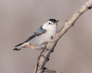 A White-breasted nuthatch briefly perches