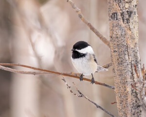 Obraz premium A Black-capped Chickadee stays warm under his fluffy feathers