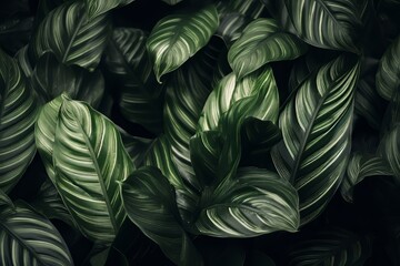 dark background tropical green leaves
