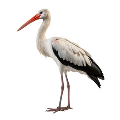 Fototapeta premium Stork Isolated on transparent background