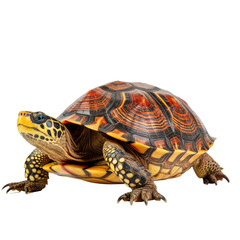 Turtle Isolated on transparent background