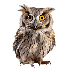 Owl Isolated on transparent background