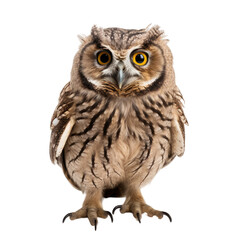 Fototapeta premium Owl Isolated on transparent background
