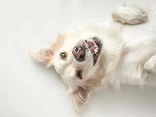 Generative AI : dog lie on its back and show smiling dog teeth