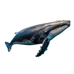 Whale Isolated on transparent background