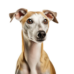 Whippet Isolated on transparent background