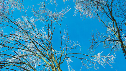 青空と霧氷の木　凍った木の枝