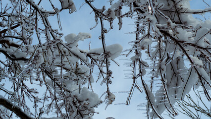 青空と霧氷の木　凍った木の枝