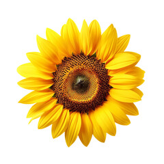  Beautiful Sunflower Gold isolated on white background