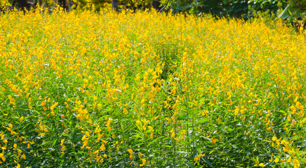 Sunn hemp or crotalaria juncea