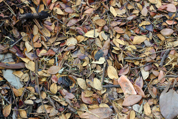 Fallen leaves for made into compost